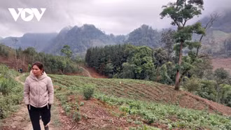 Chuyển đổi số lĩnh vực nông nghiệp giúp kinh tế Lào Cai phát triển kinh tế