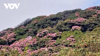 Lạc bước trên miền cổ tích Pu Ta Leng