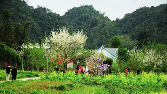 Hoa trên cổng trời