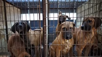 Quốc hội Hàn Quốc thông qua dự luật cấm bán thịt chó