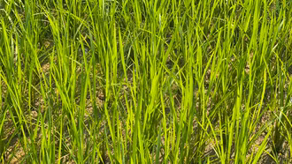 Triển khai các biện pháp cấp bách phòng, chống hạn, nắng nóng