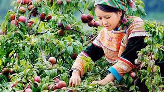 "Báu vật" trên cao nguyên trắng giúp phụ nữ dân tộc phát triển kinh tế