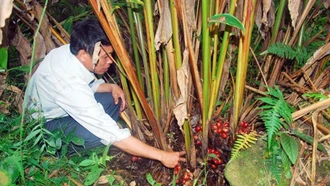 V/v tăng cường quản lý, kiểm tra, kiểm soát diện tích trồng thảo quả dưới tán rừng tự nhiên