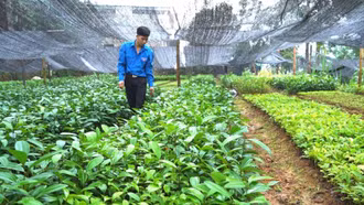 Khởi nghiệp thành công từ mô hình vườn ươm cây giống