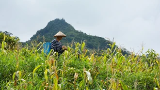 Trồng lại, trồng bù 2.500 ha ngô trong vụ Hè Thu năm 2023 