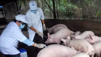 Cho phép sử dụng vaccine phòng tả lợn châu Phi trên diện rộng