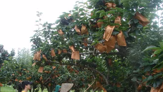 Lào Cai sẽ xây dựng 3 mô hình ứng dụng khoa học công nghệ thúc đẩy phát triển nông nghiệp gắn với du lịch