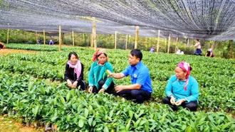 Lực đẩy sinh kế cho bà con DTTS ở Lào Cai