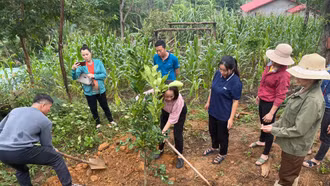 Bảo Yên: Cấp gần 7.000 cây giống bưởi da xanh cho nông dân