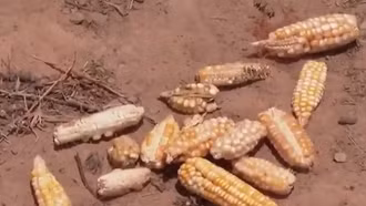 FAO công bố lộ trình chấm dứt nạn đói toàn cầu