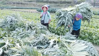 Nông dân Sa Pa phấn khởi thu hoạch cây atiso