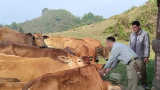 Tăng cường năng lực quản lý, kiểm soát dịch bệnh động vật và đảm bảo an toàn thực phẩm có nguồn gốc động vật