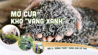Bài 2:"Đánh thức" vùng chè cổ thụ
