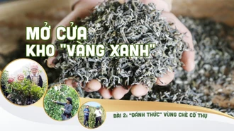 Bài 2:"Đánh thức" vùng chè cổ thụ