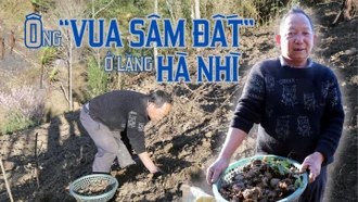 Ông “vua sâm đất” ở làng Hà Nhì