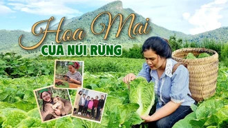 Hoa Mai của núi rừng