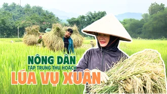 Nông dân tập trung thu hoạch lúa vụ xuân