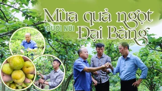 Mùa quả ngọt dưới núi Đại Bàng