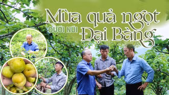 Mùa quả ngọt dưới núi Đại Bàng