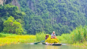 Về cố đô xem người dân chèo thuyền gặt lúa