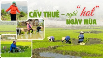 Cấy thuê – nghề “hot” ngày mùa