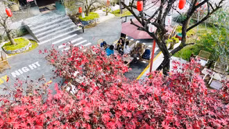 Giới trẻ đua nhau check-in với cây lá đỏ tại Sa Pa
