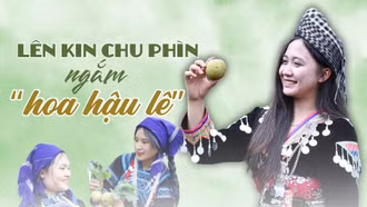 Lên Kin Chu Phìn ngắm “hoa hậu lê”