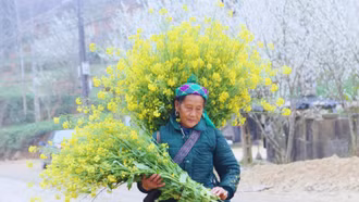 Mùa hoa cải rực vàng trên cao nguyên