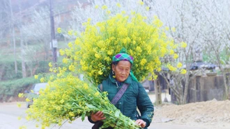 Mùa hoa cải rực vàng trên cao nguyên