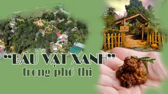 “Báu vật xanh” trong phố thị