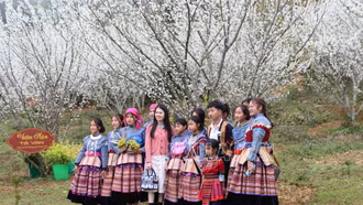 Lễ hội đặc sắc giữa vườn mận trắng