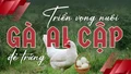 Triển vọng nuôi gà Ai Cập đẻ trứng