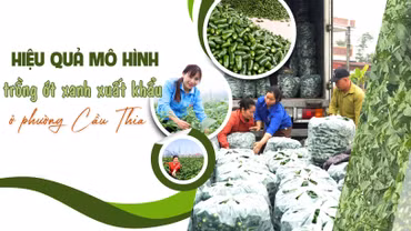 Hiệu quả mô hình trồng ớt xanh xuất khẩu ở phường Cầu Thia