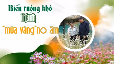 Biến ruộng khô thành “mùa vàng” no ấm