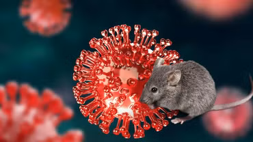 Việt Nam đủ năng lực xét nghiệm virus Hanta, cảnh báo nguy cơ lây nhiễm từ chuột