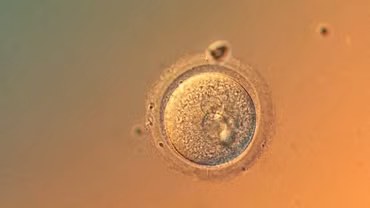 Lần đầu tiên chỉnh sửa gene phôi người với độ chính xác chưa từng có