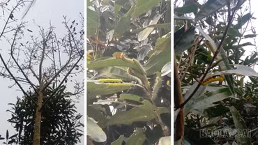 Xã Văn Bàn chủ động phòng trừ sâu bệnh hại cây trồng vụ xuân 2026