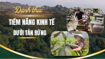 "Đánh thức" tiềm năng kinh tế dưới tán rừng
