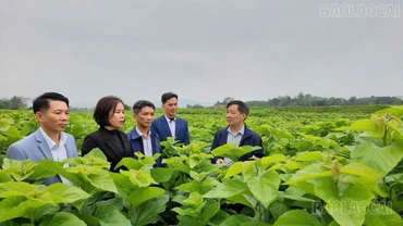 Trấn Yên phấn đấu đạt 1.500 tấn kén tằm và 90% diện tích quế đạt chuẩn hữu cơ vào năm 2030