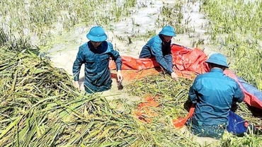 Xuất cấp hơn 3.400 tấn giống từ dự trữ quốc gia khôi phục sản xuất vùng lũ