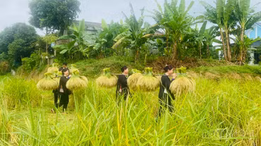 Niềm vui mùa gặt
