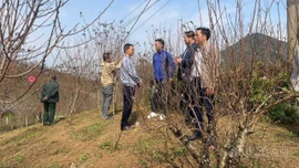 Phường Trung Tâm tổ chức chương trình du xuân, tham quan vườn đào xuân năm 2026