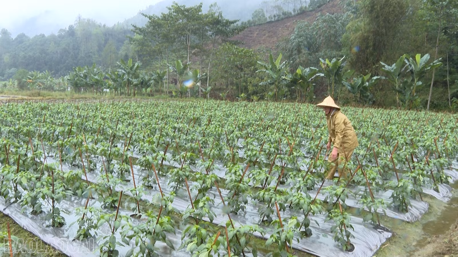 baolaocai-bl_anh-10.jpg