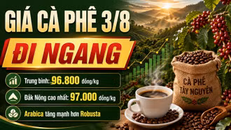 Giá cà phê hôm nay 3/8: Cao nhất 97.000 đồng/kg