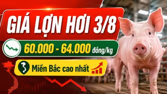 Giá lợn hơi hôm nay 3/8/2026: Nhiều nơi giữ mức 60.000 đồng/kg