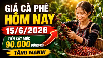 Giá cà phê hôm nay 15/6: Tiếp tục tăng trong ngày đầu tuần?