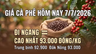 Giá cà phê hôm nay 7/7 giữ ổn định quanh vùng 93.000 đồng/kg
