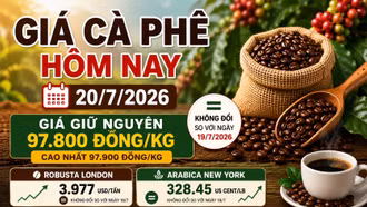 Giá cà phê hôm nay 20/7: Robusta và Arabica chưa biến động