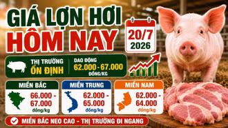 Giá lợn hơi hôm nay 20/7: Thị trường ba miền tiếp tục đi ngang