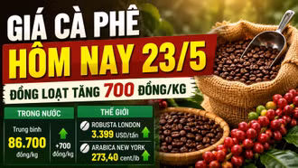 Giá cà phê hôm nay 23/5: Tăng mạnh 700 đồng/kg
